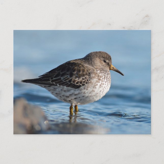 Searching Rock Sandpiper Postcard (Front)