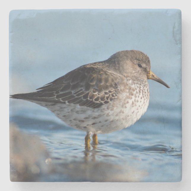 Searching Rock Sandpiper Stone Coaster (Front)
