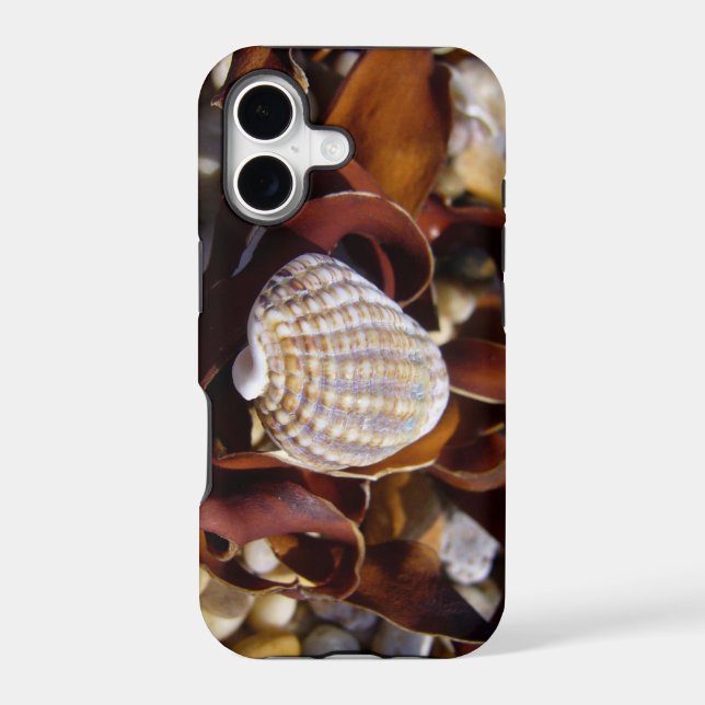 Seashell (Back)