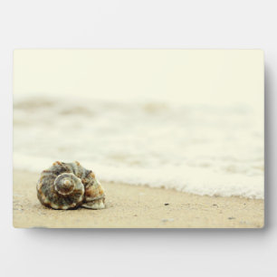 Seashell Alone On Beach Plaque