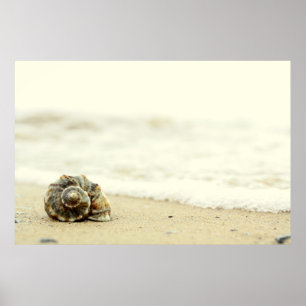 Seashell Alone On Beach Poster
