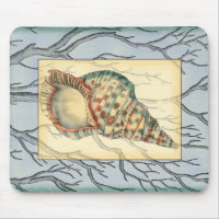 Seashell and Tree Branches