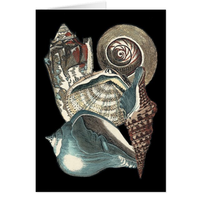 Seashell Anthology (Front)