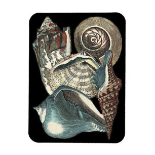 Seashell Anthology Magnet
