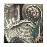 Seashell Anthology