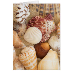 Seashell Arrangement