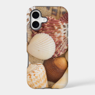 Seashell Arrangement