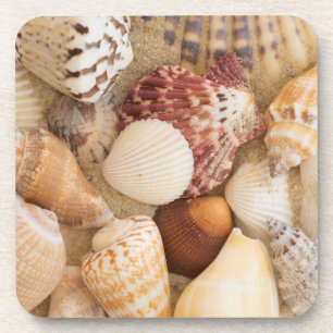 Seashell Arrangement Coaster