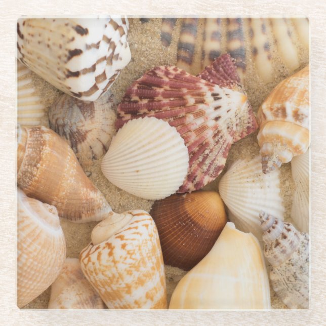 Seashell Arrangement Glass Coaster (Front)