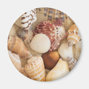 Seashell Arrangement Magnet