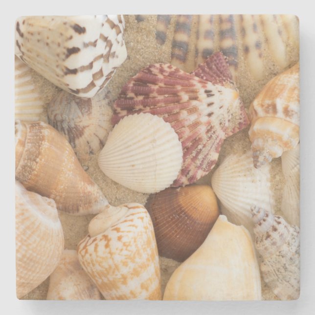 Seashell Arrangement Stone Coaster (Front)