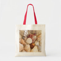 Seashell Arrangement