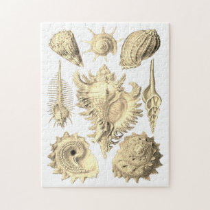 Seashell beach ocean shore seaside elegant jigsaw puzzle