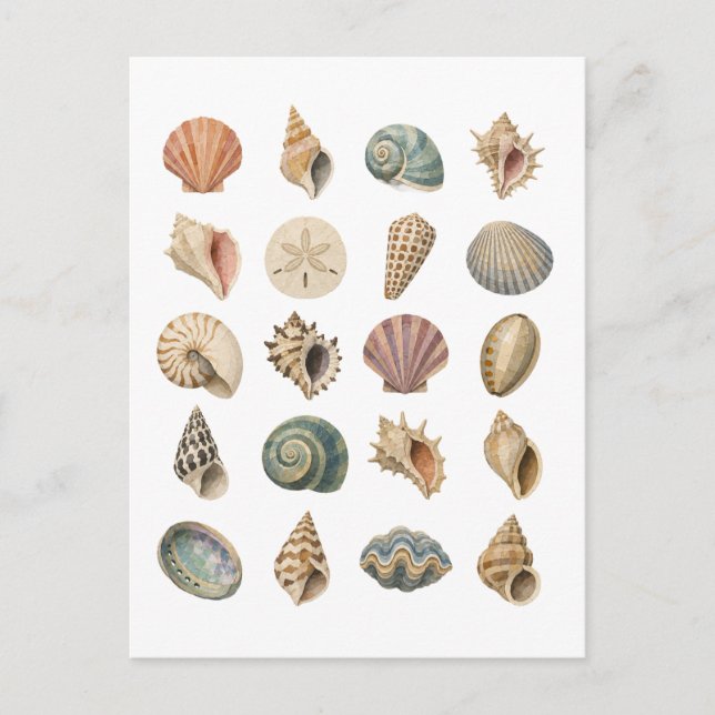 Seashell Collage Postcard (Front)