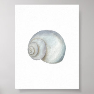 Seashell conch print