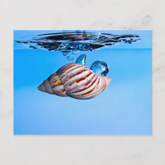 Seashell Drops into Water Postcard