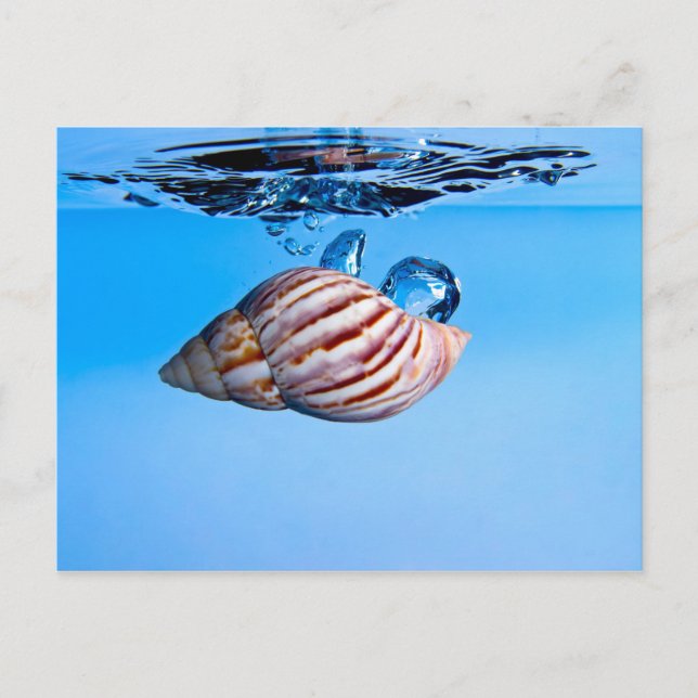 Seashell Drops into Water Postcard (Front)
