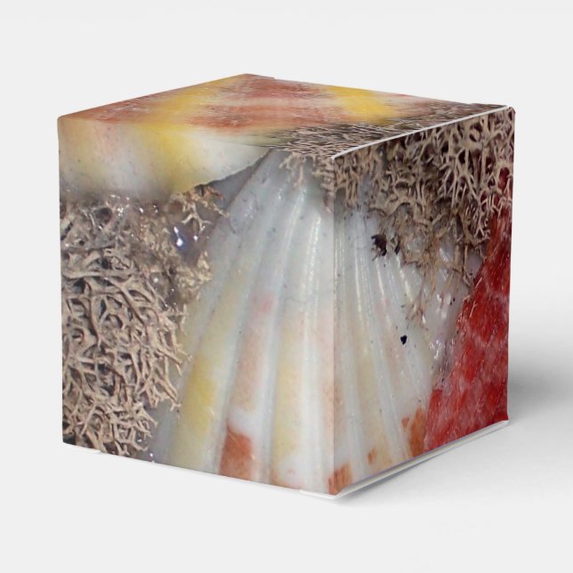 Seashell Favour Box (Back Side)