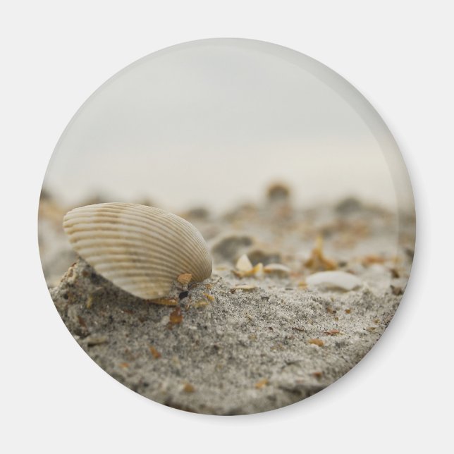 Seashell Magnet (Front)