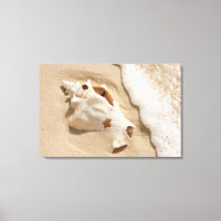 Seashell On Beach | Grand Turk Caribbean Island