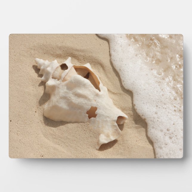 Seashell On Beach | Grand Turk Caribbean Island Plaque (Front)