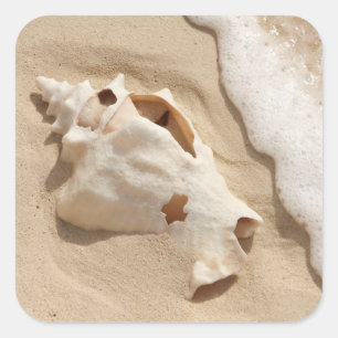 Seashell On Beach Grand Turk Caribbean Island Square Sticker
