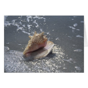 Seashell On Beach Sanibel Island, Florida