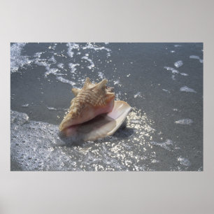 Seashell On Beach   Sanibel Island, Florida Poster