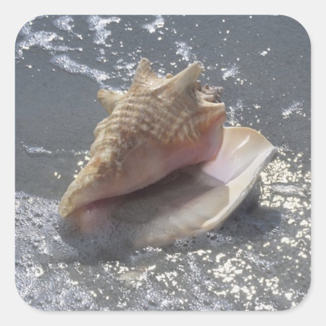 Seashell On Beach | Sanibel Island, Florida Square Sticker (Front)