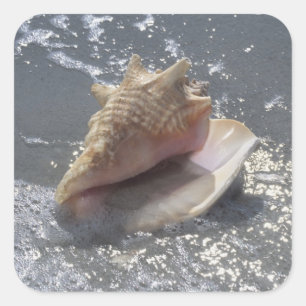 Seashell On Beach Sanibel Island, Florida Square Sticker