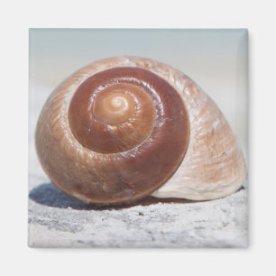 Seashell On Beach St. Petersburg, Fl Magnet
