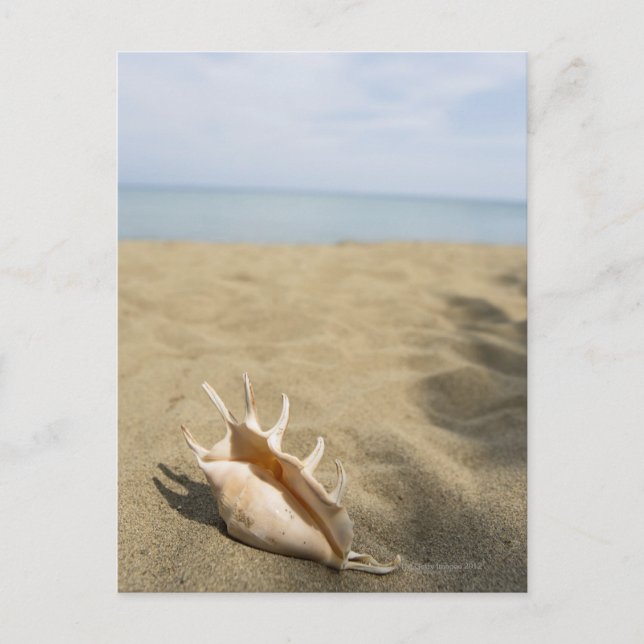 Seashell on sandy beach postcard (Front)