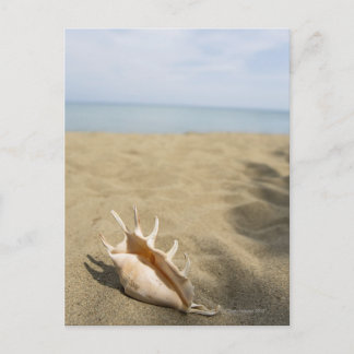 Seashell on sandy beach postcard