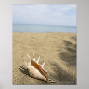 Seashell on sandy beach poster