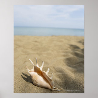 Seashell on sandy beach poster