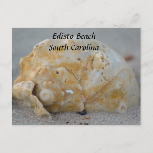 Seashell on the Beach Postcard