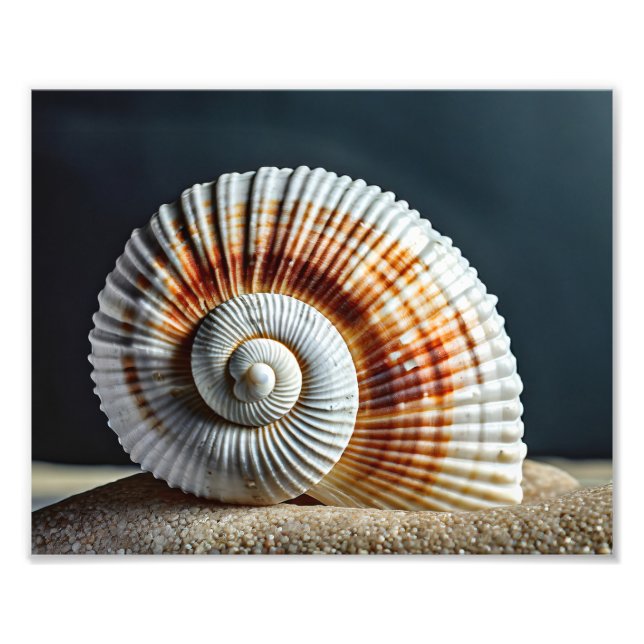 Seashell Photo Print (Front)