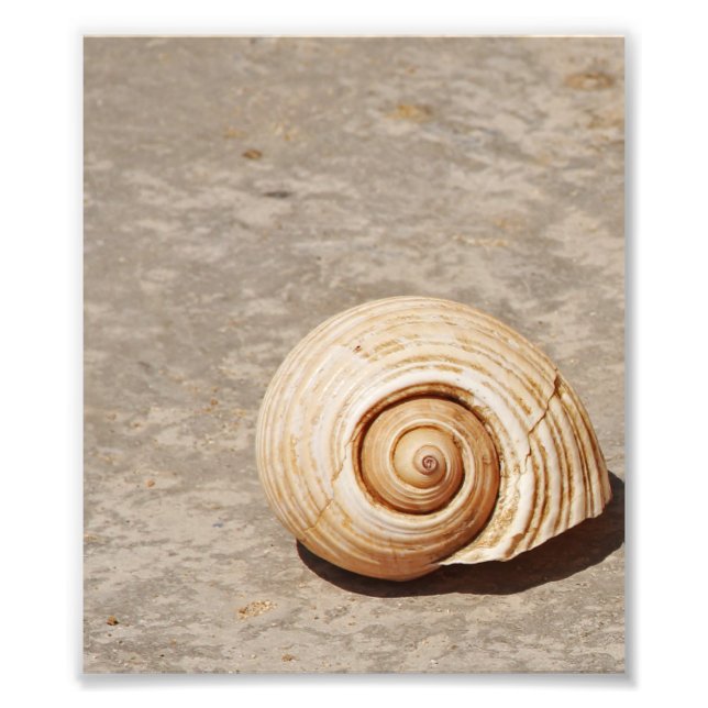 SeaShell Photo Print (Front)