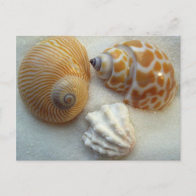 Seashell Photography Blank Postcard (Front)