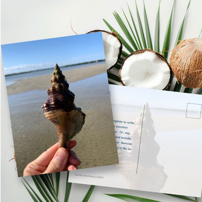 Seashell Photography Horse Conch Wild Florida Postcard (Creator Uploaded)