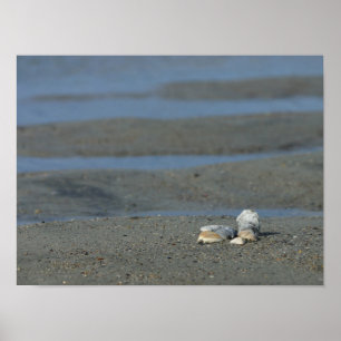 Seashell Pile Poster
