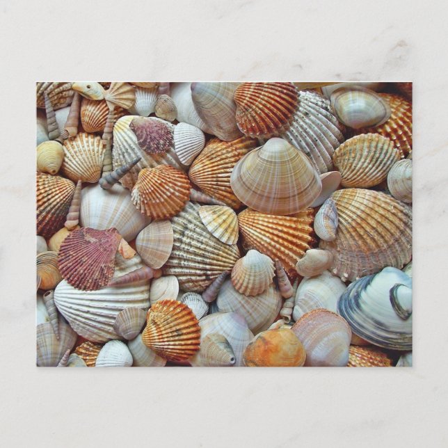 Seashell Postcard (Front)
