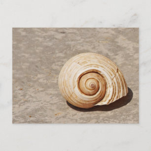 SeaShell Postcard