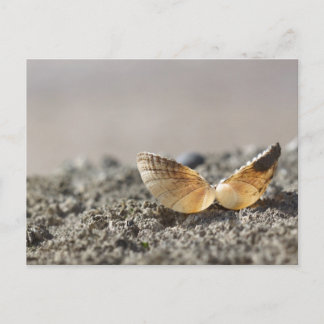 Seashell Postcard