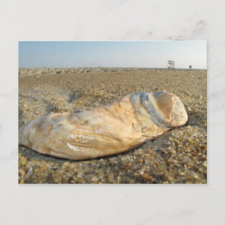 Seashell Postcard
