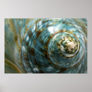Seashell Poster