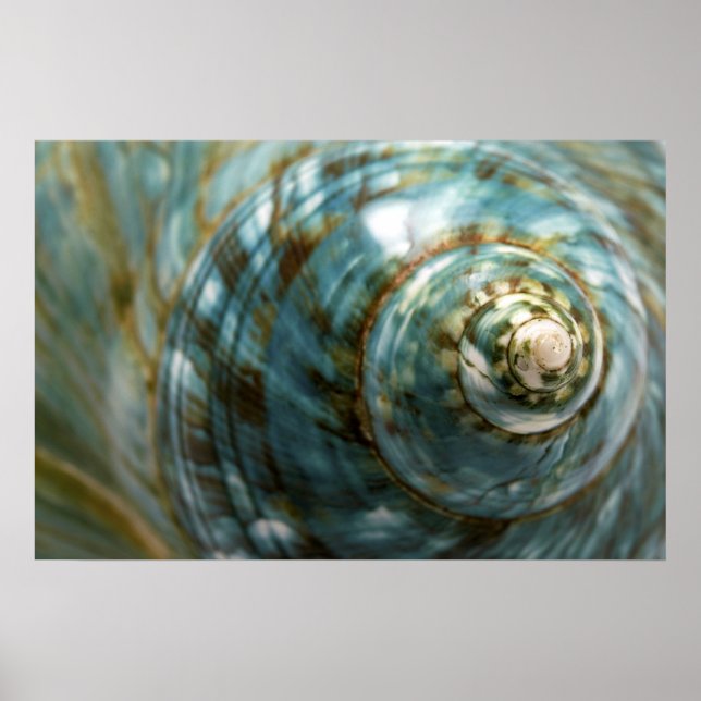 Seashell Poster (Front)