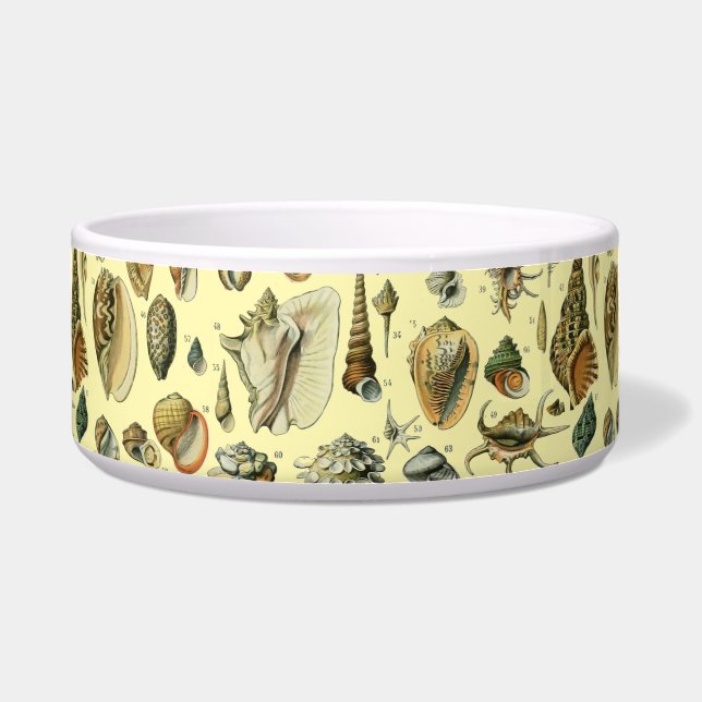 Seashell Shell Mollusk Clam Elegant Classic Art (Front)