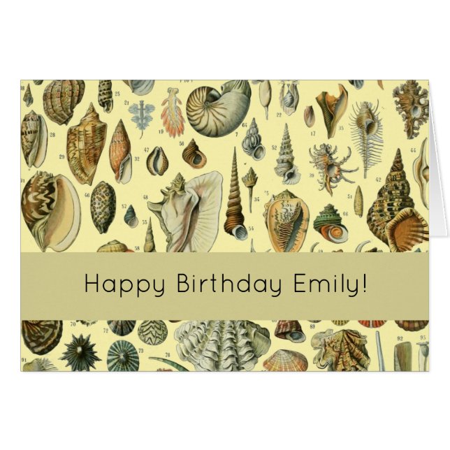 Seashell Shell Mollusk Clam Elegant Classic Art (Front Horizontal)