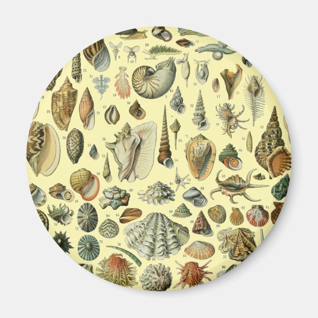 Seashell Shell Mollusk Clam Elegant Classic Art Magnet (Front)